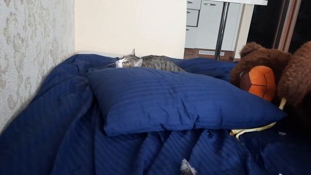 Заведи кота, если тебе скучно - прикол Видео про кошек милое. Смешные кошки