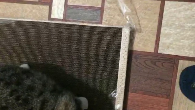 Кошка впервые увидела когтедралку смотреть онлайн