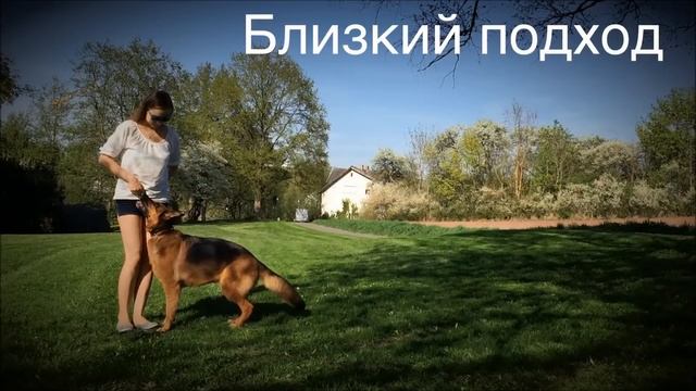 Дрессировка собаки: Команда Ко мне! смотреть онлайн