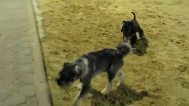 миттельшнауцер Арчи и его друг Ричард львиное сердце смотреть онлайн