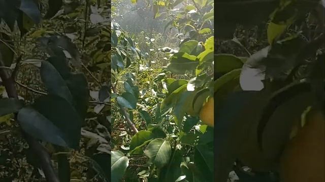 Груша лимонка смотреть онлайн