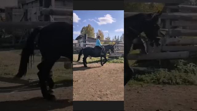 тренировка по конному спорту ?? смотреть онлайн