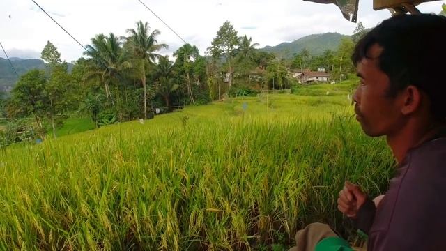suasana sawah pedesaan Sunda indonesia Kampung. Siturandu | Village atmosphere west java смотреть онлайн