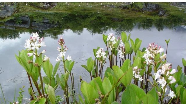 Водно-болотные угодья России. Экологический клуб "Зеленая книга." смотреть онлайн