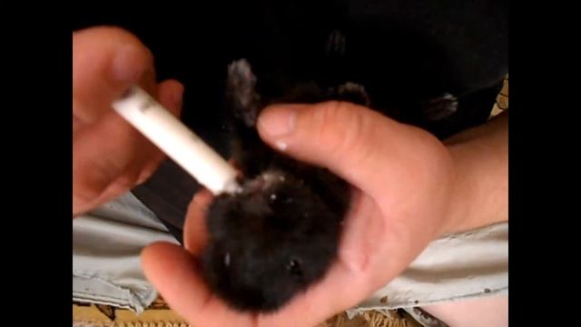 чем кормить маленьких крольчат и как смотреть онлайн