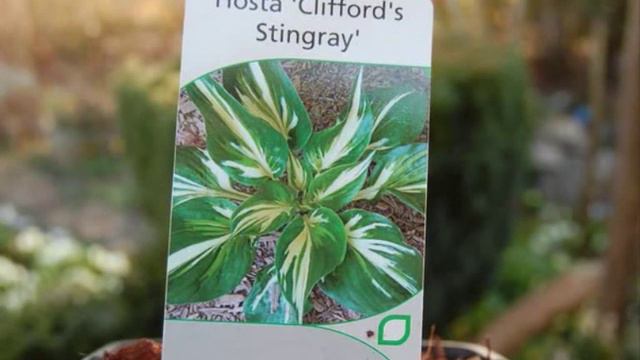 jardin d'ombre 0002 смотреть онлайн