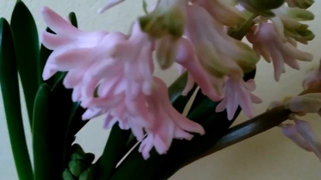 Гиацинты. Ранние весенние цветы. Hyacinths. Spring flowers. Hyazinthen. Frühlingsblumen. смотреть онлайн
