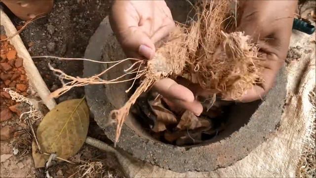 Anthurium Beginner`s Guide -part 4 Potting mix|ඇන්තූරියම් වගා බදුන් සදහා වගා මාධය සකසා ගැනීම смотреть онлайн