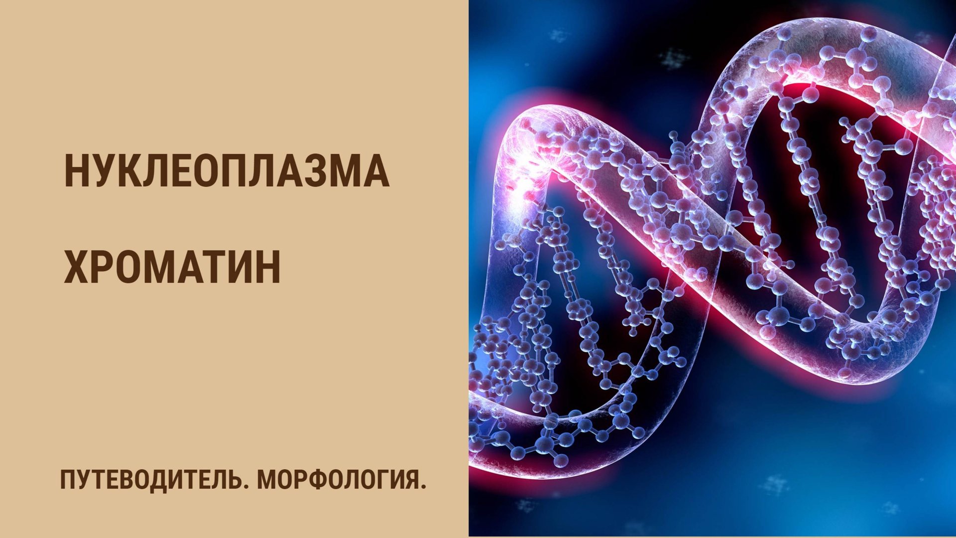 Нуклеоплазма. Хроматин смотреть онлайн