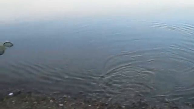 Ахтуба . Ловим сразу по две рыбки ! смотреть онлайн