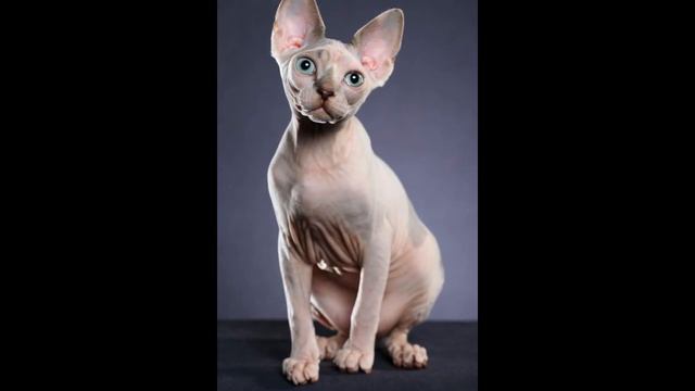 Экзотические кошки 1 смотреть онлайн