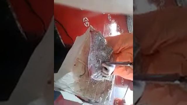Разделка Черноморского ската смотреть онлайн