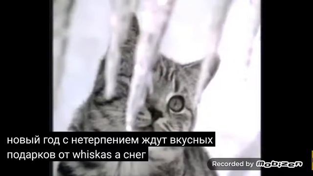 whiskas новый год 2005-2006 реклама смотреть онлайн