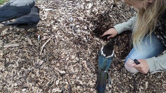 Сорока,ворона и галка.Выгул на свободном полёте. смотреть онлайн