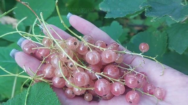 Освежает, бодрит и просто очень вкусно. Домашние рецепты. смотреть онлайн