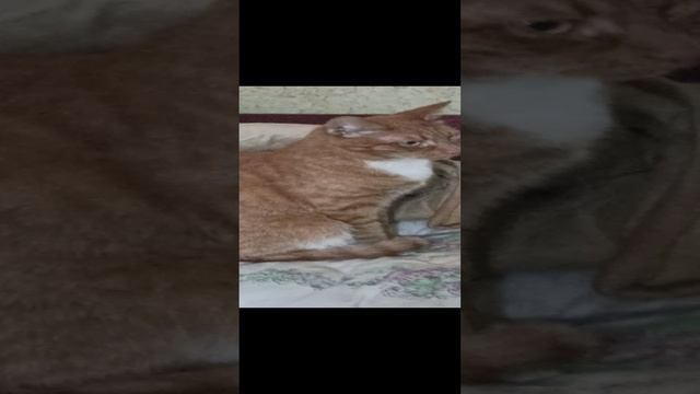 VID_20230314_101158.mp4 смотреть онлайн