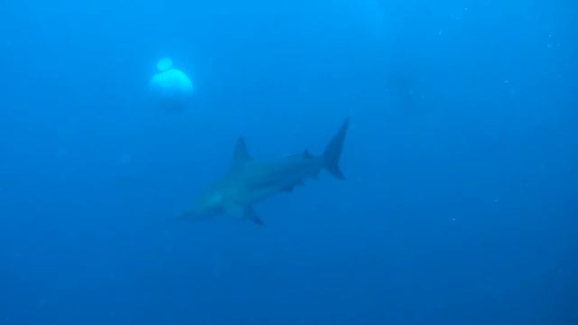 South Africa diving - Protea Banks смотреть онлайн