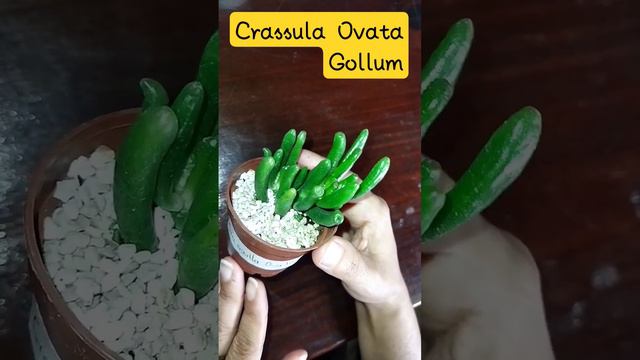 Crassula Ovata Gollum,👂👂de Trek #plantas #suculentas
