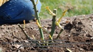 Роза Морден Санрайз (Morden Sunrise) — характеристики сорта