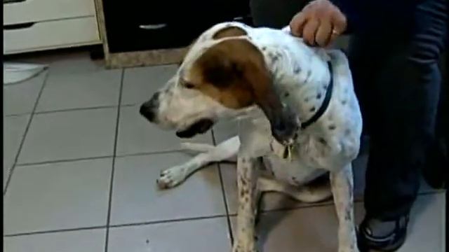 Adopt This Pet: Daisy смотреть онлайн