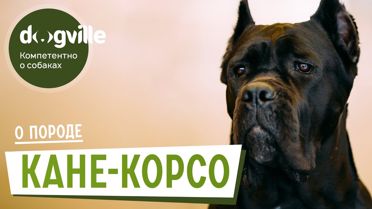 Кане-корсо - О породе - Как выбрать щенка? смотреть онлайн