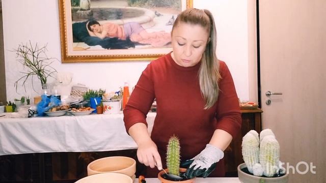 Посадка-Болталка ???#посадка #кактусы смотреть онлайн