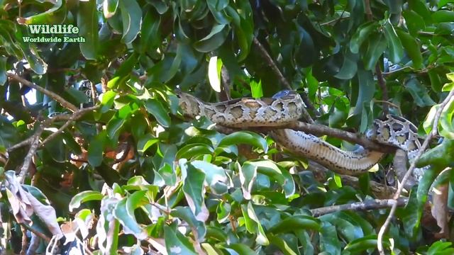 Wow! Amazing video of a python climbing a tree and a monkey scared and calling out to each other смотреть онлайн