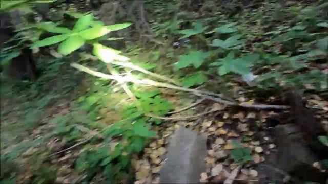 Elon Musk Estate Mountain Lion Kill Site Part 2 смотреть онлайн