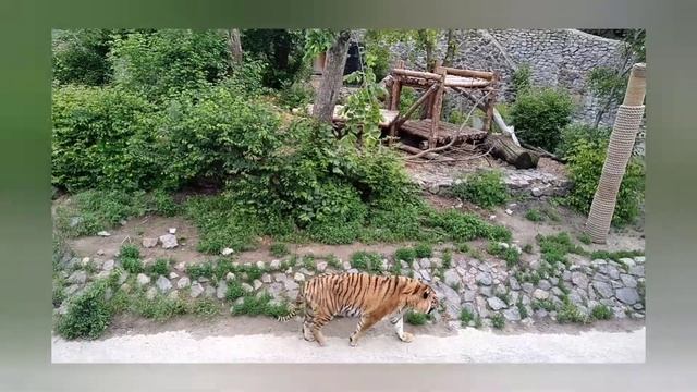 Тигр рычит и обходит свои владения смотреть онлайн