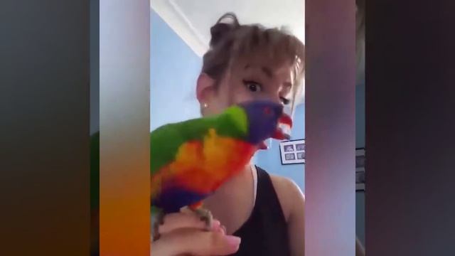 Попугай лорикет и его хозяйка дурачатся смотреть онлайн