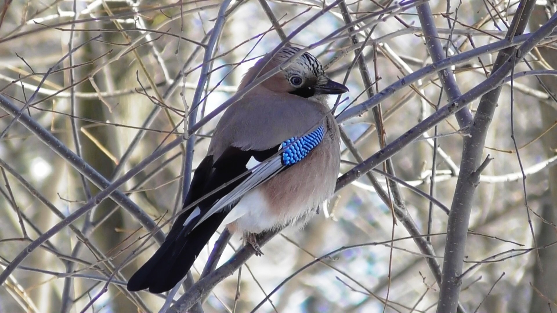 Сойка имитирует смех ребёнка. ( Garrulus glandarius ) смотреть онлайн