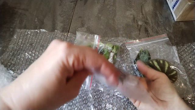 Высадила эхеверии. Распаковка от Флора Пермь. смотреть онлайн