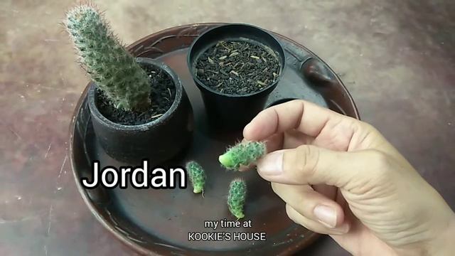 Memperbanyak Kaktus Mammillaria Prolifera | Cactus Propagation From Pups смотреть онлайн