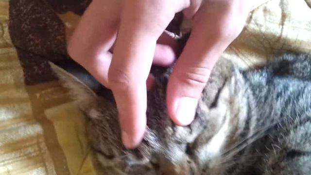 Котейка спит на спине) смотреть онлайн