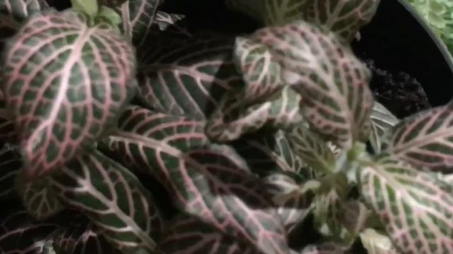 EXCITING! | Houseplant Shopping at BIG BOX STORES LOWE'S AND HOME DEPOT | Go Plant Shopping With Me смотреть онлайн