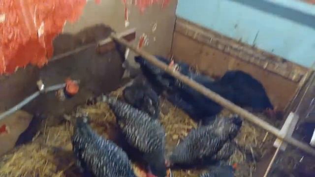 Как удалить запах аммиака в курятнике. смотреть онлайн