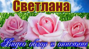 Обзор розы  Светлана (Чайно гибридная) Svetlana (Эквадор)