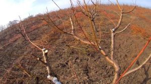 Обрезка персика весной .Формировка чашей.Правильная обрезка персика Персик чашей