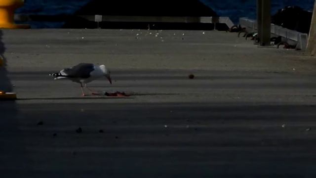 Чайка есть морскую звезду. У парома в Мельбу смотреть онлайн