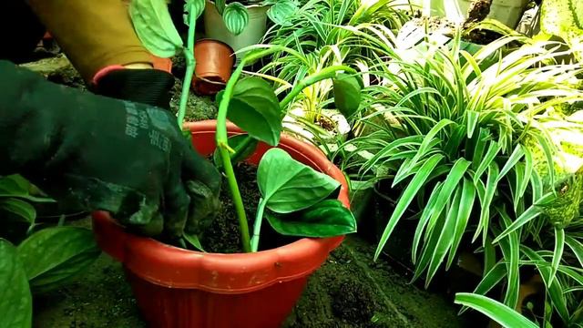 Monstera Peru Propagation @emzsantillan1207 смотреть онлайн