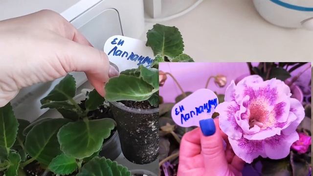 ГЛОКСИНИИ ИЗ ЛИСТА. Детки глоксинии из листа подросли! Обзор сортовых глоксиний выращенных из листа смотреть онлайн