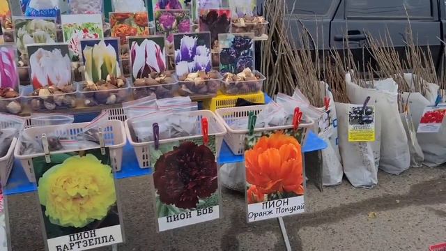 Рынок в станице Старощербиновская. Везём петушка на ПМЖ... смотреть онлайн