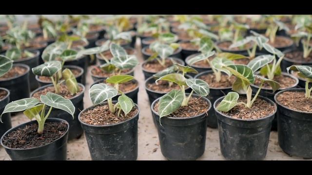 Update harga yuk | Sygonium Pink, baby black velvet, fittonia, baby ficus burgundi, scindapsus. смотреть онлайн