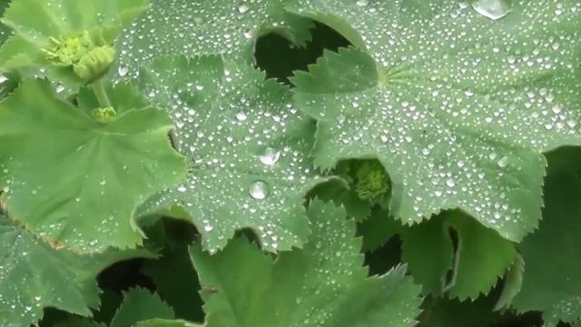 Alchemilla mollis( Ladies Mantle) early June update смотреть онлайн