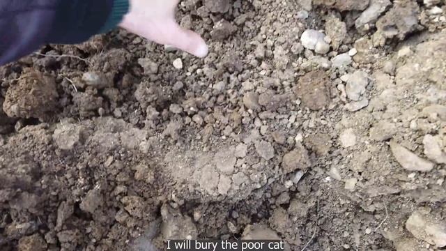 trying to save kittens a few days old their mother died смотреть онлайн