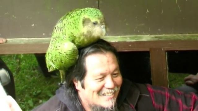 Sirocco the Kakapo is coming to Maungatautari from 19th August to 26 September 2012 смотреть онлайн