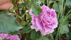 Роза Шахерезада. Японские розы в Подмосковье