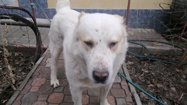 Алабай Vs хозяин/ игры с алабаем, дрессировка/ Прогулка с алабаем