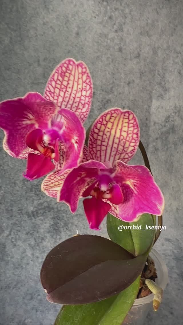 Phal. Neptune ? Первое цветение голландской детки орхидеи бабочки сорта Нептун ? смотреть онлайн