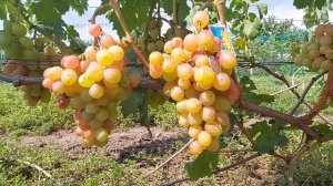 Обзор сорта винограда «Катруся Каховская». (Состояние сорта винограда «Катруся Каховская»?).
